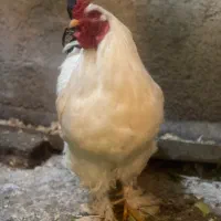 خروس برهما|حیوانات مزرعه|شیراز, کرونی(خاتونک)|دیوار
