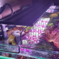 نور آکواریوم گیاهی و آب شیرین کوان لانگ|ماهی|اصفهان, برازنده|دیوار