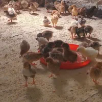 جوجه مرغ و خروس محلی 20 روزه