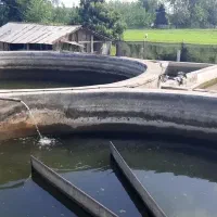 فروش استخر بتنی ۱۰ تنی ماهی قزل‌آلا با سند تک برگ|فروش دفتر صنعتی، کشاورزی، تجاری|ماسال, |دیوار