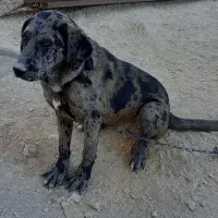 سگ معاوضه با ککیلی|سگ|اردبیل, |دیوار