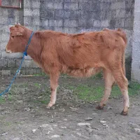 سه راس گوساله ماده لیشه گاو|حیوانات مزرعه|رشت, پل تالشان|دیوار
