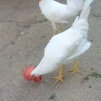 مرغ و خروس