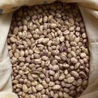 لوبیا چیتی تازه برداشت