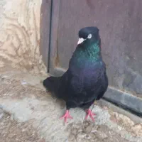 یک عدد کبوتر سیاه ماده چشم نوک سفید قطه بزرگ