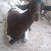 فروش بز جوان دورگه بوئر