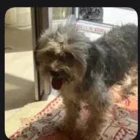 سگ گم شده|حیوانات|صومعهسرا, |دیوار