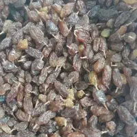 کشمش وممیز  کیلو 300