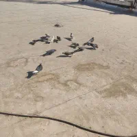 کفتر خوب پرشی ب ضمانت|پرنده|سلفچگان, |دیوار