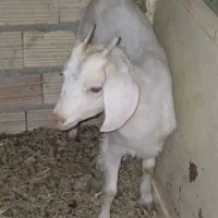 کره ماده و بره سبک