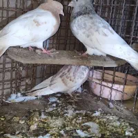 کبوترکله ای|پرنده|لردگان, |دیوار