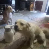 گمشده