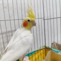 عروس هلندی|پرنده|سیرجان, |دیوار