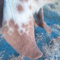 کهره ماده جملی زاه لنگ ۲تایی|حیوانات مزرعه|هامون, |دیوار