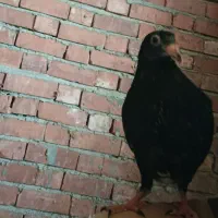 جوجه کبوتر دستی|پرنده|جیرفت, |دیوار