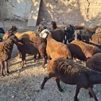 گوسفند زنده|حیوانات مزرعه|زنجانرود, |دیوار