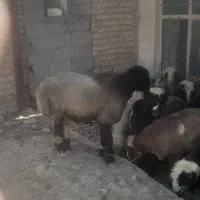 فروش ۲۰ راس بره نر چاق