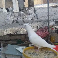 طوقی|پرنده|اردبیل, |دیوار