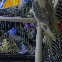 عروس هلندی|پرنده|مشکین‌دشت, |دیوار