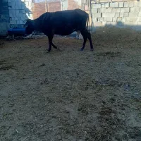 نر گوساله گاو سمینتال|حیوانات مزرعه|چیتاب, |دیوار