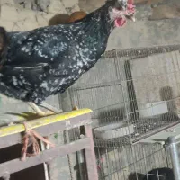 مرغ و خروس ویاندوت و مرغ محلی|حیوانات مزرعه|مریوان, |دیوار