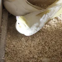 فروش لوتینو جفت رو تخم با گرینچیک تک یا جفت معاوضه