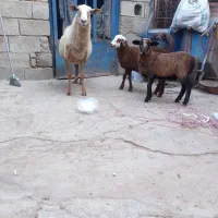 گوسفند رومانونف دوقلو