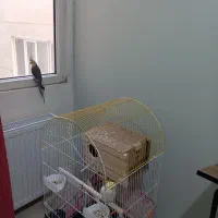 یک جفت عروس هلندی نر و ماده سالم با وسایل|پرنده|کهریزک, |دیوار