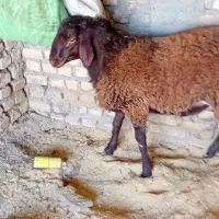 بره نر|حیوانات مزرعه|مشهد, مهدی آباد|دیوار