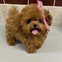 توی پودل|سگ|قم, یزدان‌شهر|دیوار