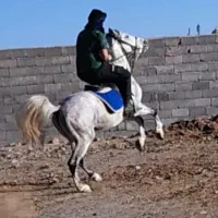 یک عدد اسب نریان|اسب و تجهیزات اسبسواری|سیرجان, |دیوار