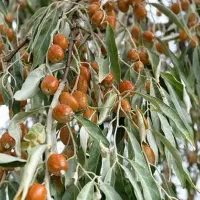 سنجد تازه امسالی