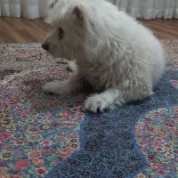 سگ نژاد تریل فروشی|سگ|کرج, عظیمیه|دیوار