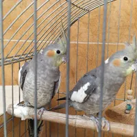 عروس هلندی|پرنده|هشتگرد, |دیوار