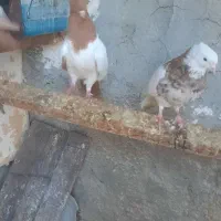 کبوتر پرستویی باغ وحشی طوقی