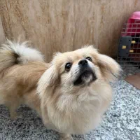 پیکینز اشپیتز|سگ|اردبیل, |دیوار