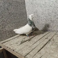 کبوتر طوقی الماسی|پرنده|بروجن, |دیوار