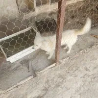 سک نژاد دار|سگ|جهرم, |دیوار