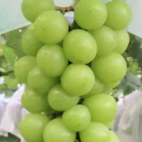 پیشفروش نهال انگور موسکات|خدمات باغبانی و درختکاری|بومهن, |دیوار