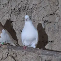 کبوتر فروشی|پرنده|شاهرود, |دیوار