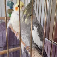 دوعدد عروس هلندی  نروماده باقفس