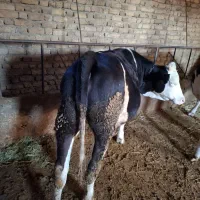 فروش تلیسه چاق