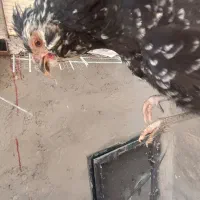 مرغ نژاد دار