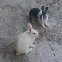 خرگوش