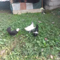 مرغ و خروس لهستانی و یک عدد سلطان جوان