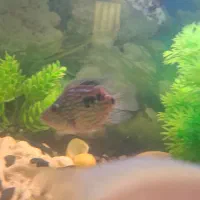 ماهی گوشت خوار|ماهی|خرمآباد, |دیوار