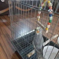 عروس هلندی|پرنده|کرج, باغستان|دیوار