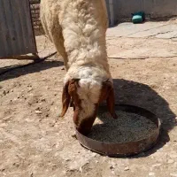 شک ورن سنجابی