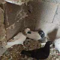 کبوتر کله دار و طوقی و پرشی