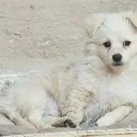 توله پامر|سگ|مرودشت, ابوذر جنوبی|دیوار